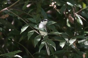 リュウキュウサンショウクイ 北本自然観察公園 2023年11月19日(日)