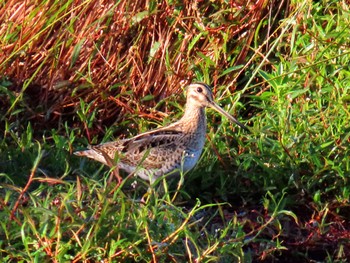 Latham's Snipe Central Coast Wetlands Pioneer Dairy(NSW) Sun, 11/19/2023