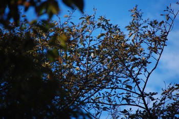 Long-tailed Tit 彦根市犬上川 Mon, 10/8/2018