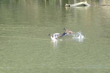 トモエガモ 北総花の丘公園 2023年11月19日(日)