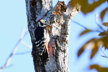 アカゲラ ロクハ公園(滋賀県草津市) 2023年11月19日(日)