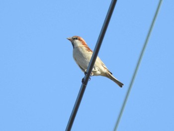 Sun, 11/19/2023 Birding report at 愛知県愛西市立田町