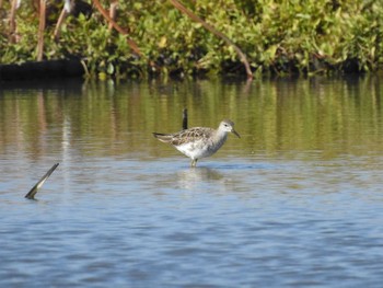 Ruff 愛知県愛西市立田町 Sun, 11/19/2023