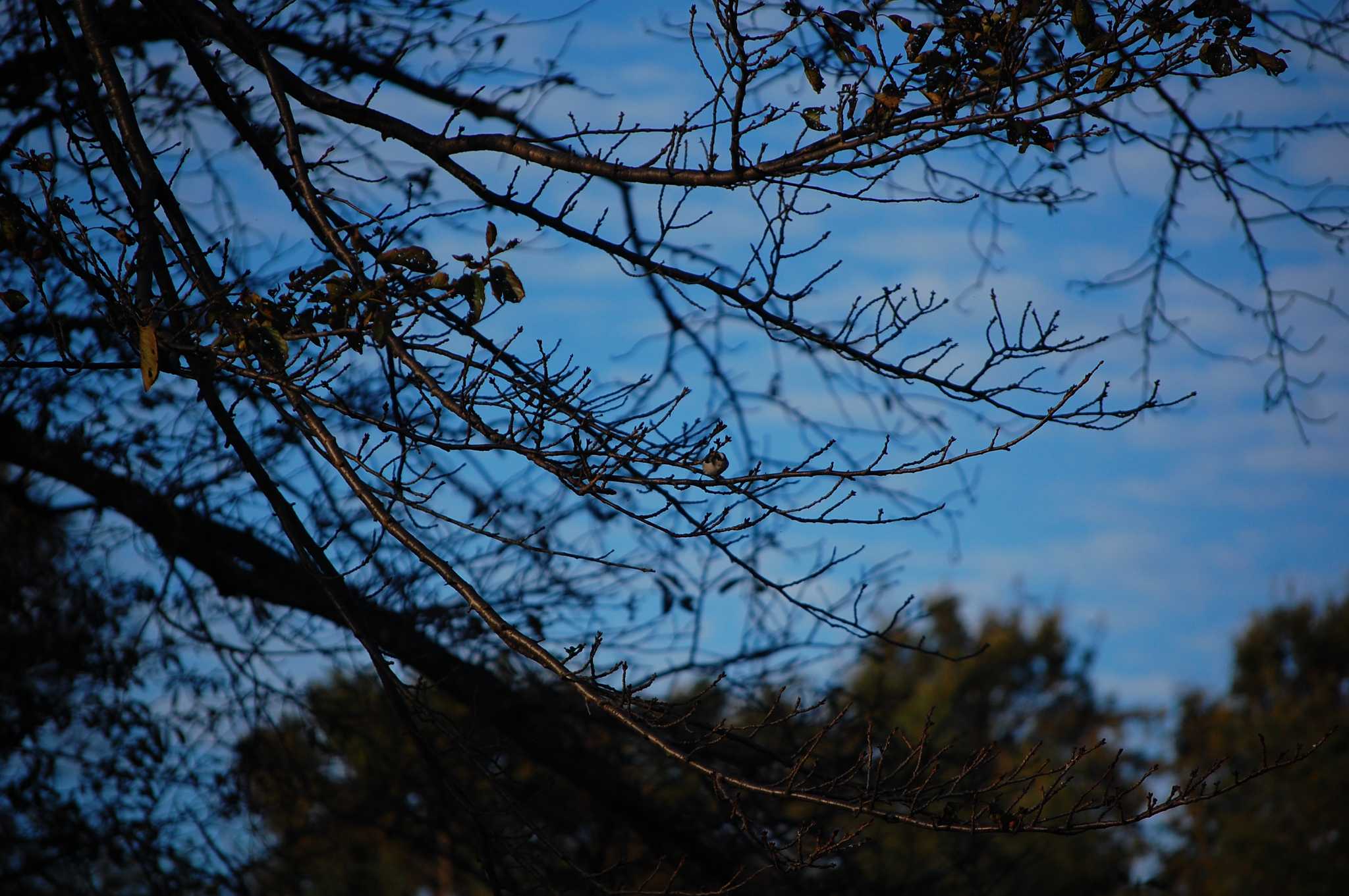 Photo of Long-tailed Tit at 彦根市犬上川 by ピタフェ