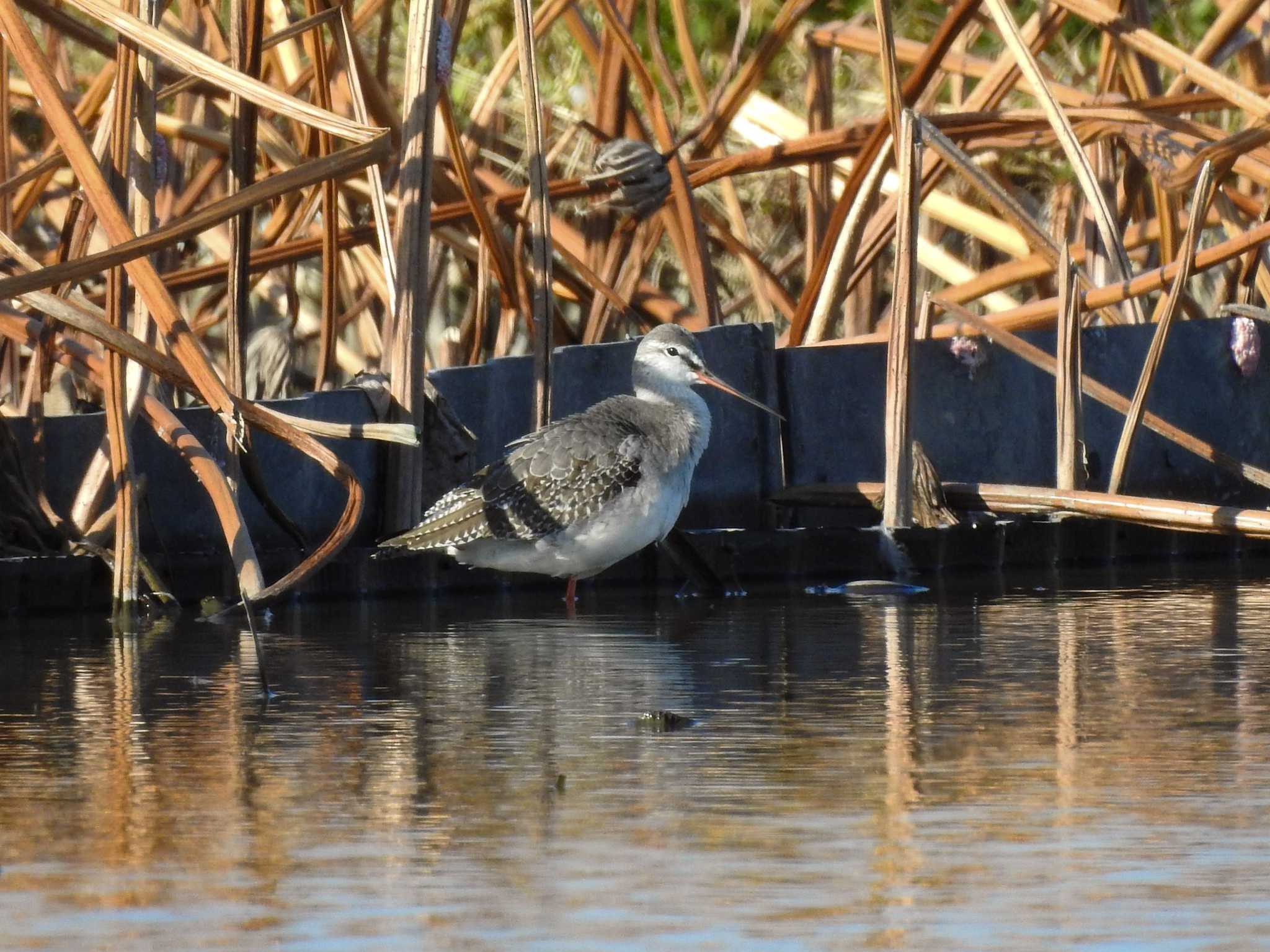 Photo of Spotted Redshank at 愛知県愛西市立田町 by どらお