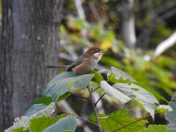 2023年11月19日(日) 祖父江ワイルドネイチャー緑地の野鳥観察記録