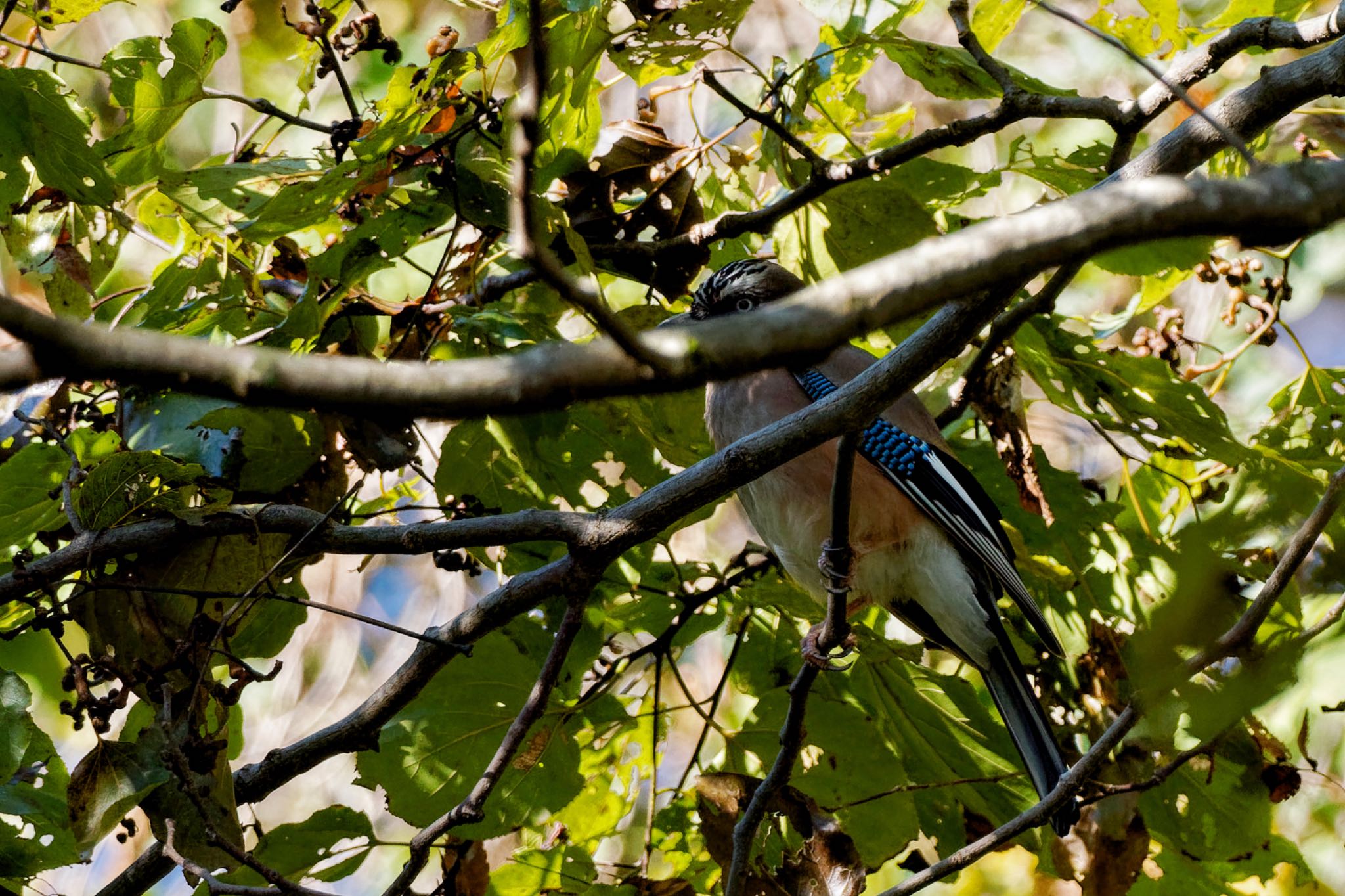 Eurasian Jay