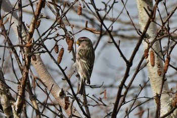 Common Redpoll Unknown Spots Tue, 11/14/2023