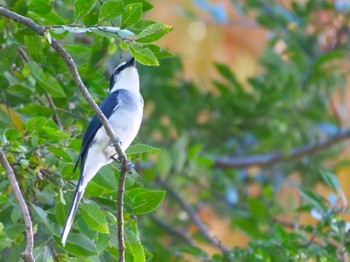 Ryukyu Minivet Mizumoto Park Sun, 11/19/2023