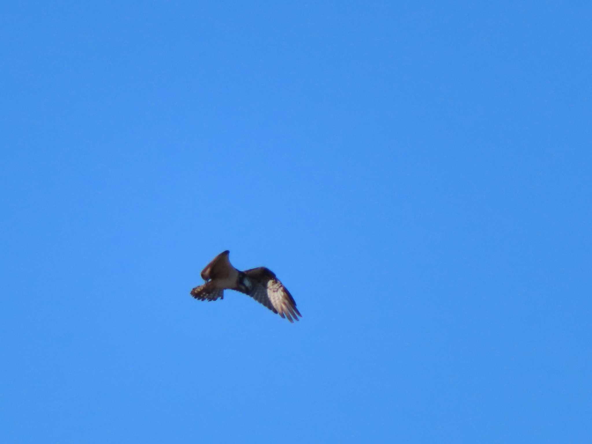 Photo of Osprey at 多摩川 by ツートン