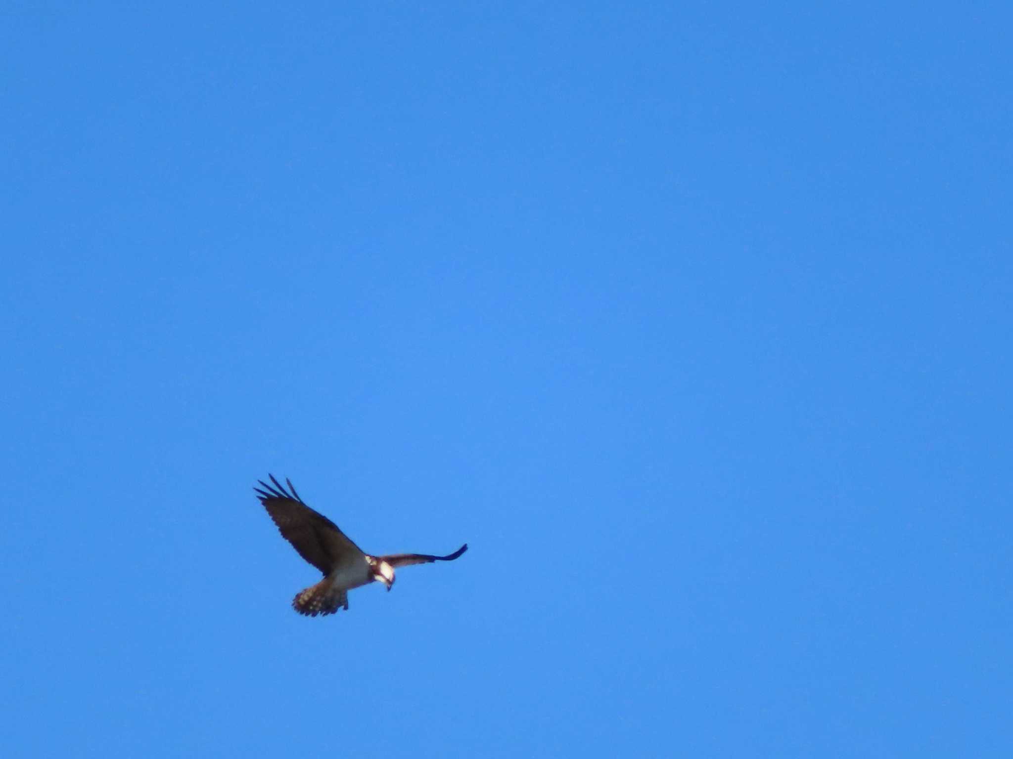 Photo of Osprey at 多摩川 by ツートン