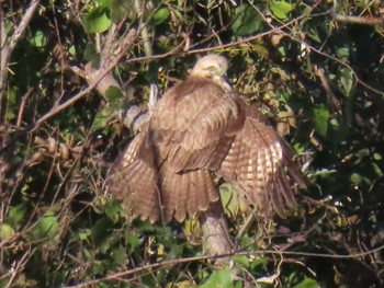 2023年11月19日(日) 多摩川の野鳥観察記録