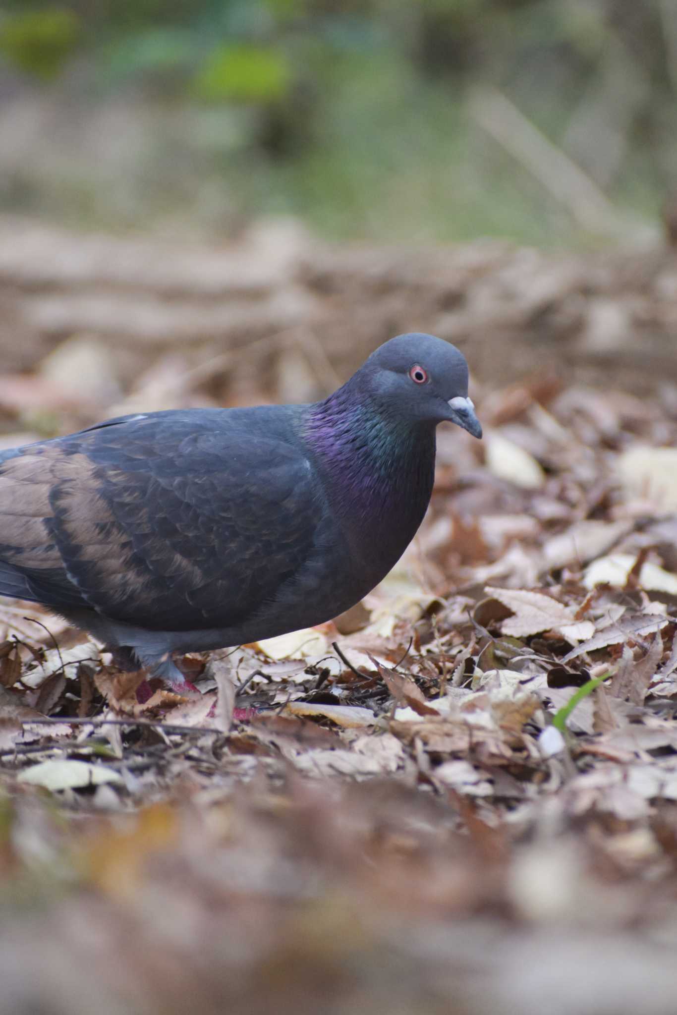 ＭＦ カワラバトの写真 by NM🐥📷