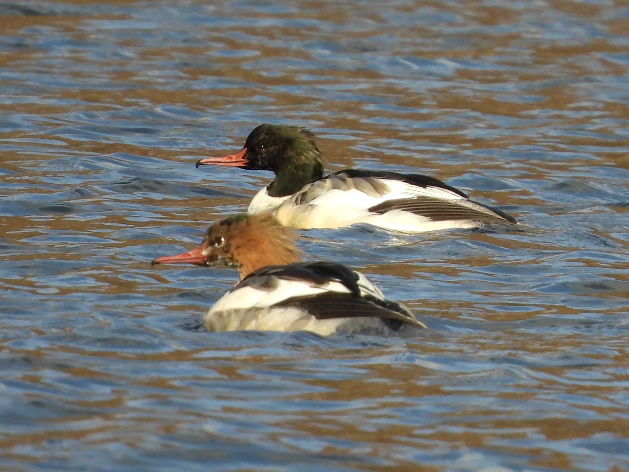 Common Merganser