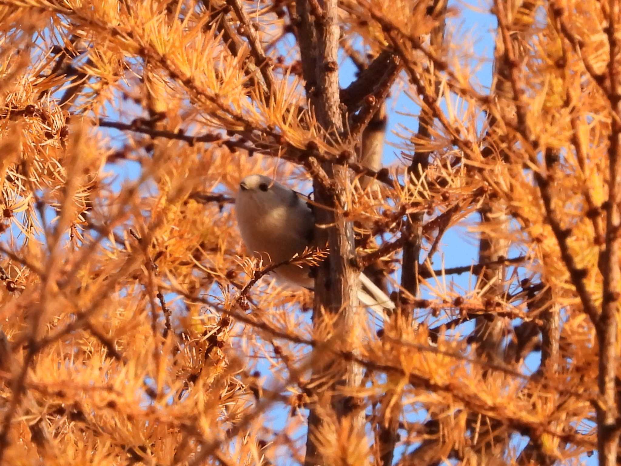 Photo of Long-tailed tit(japonicus) at Nishioka Park by ゴト