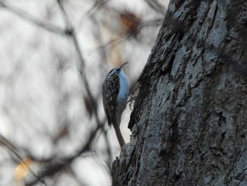 2023年11月19日(日) 西岡公園(西岡水源地)の野鳥観察記録