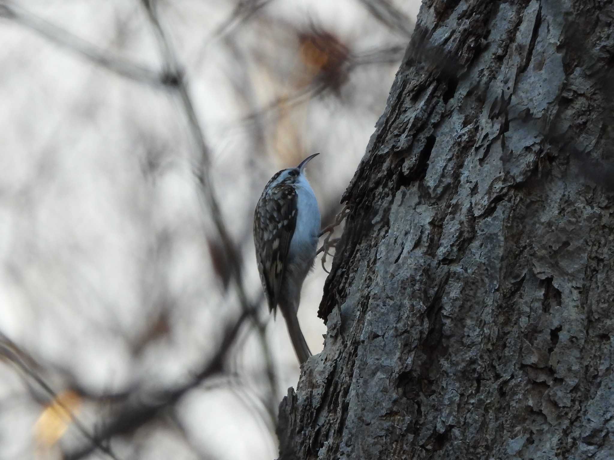 Eurasian Treecreeper