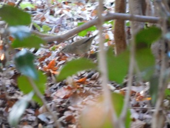 Japanese Bush Warbler Higashitakane Forest park Sun, 11/19/2023