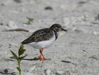 Ruddy Turnstone Ogasawara Islands Thu, 11/16/2023