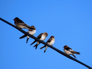 ズアカガケツバメ Central Coast Wetlands Pioneer Dairy(NSW) 2023年11月19日(日)