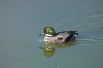 Falcated Duck 境川遊水地公園 Sun, 11/19/2023