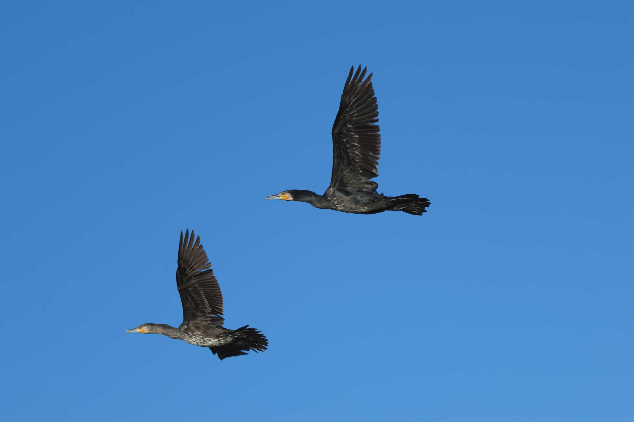 Photo of Great Cormorant at 印旛沼 by おさおさ