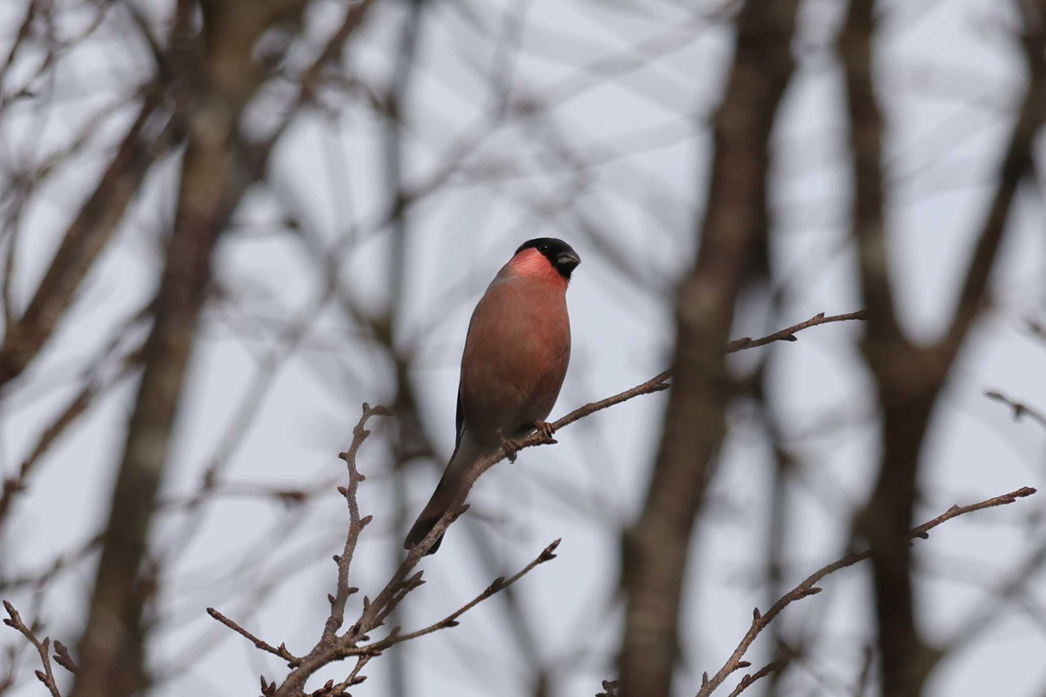 六甲山 アカウソの写真 by トビトチヌ