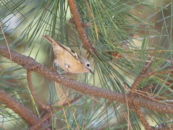 Goldcrest Kasai Rinkai Park Sun, 11/19/2023