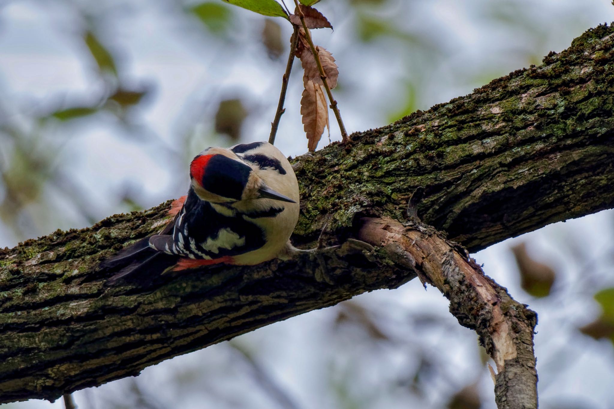 Great Spotted Woodpecker