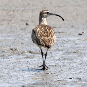 2015年4月26日(日) 鍋田干拓地の野鳥観察記録