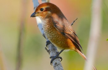 2023年11月19日(日) 万代池の野鳥観察記録