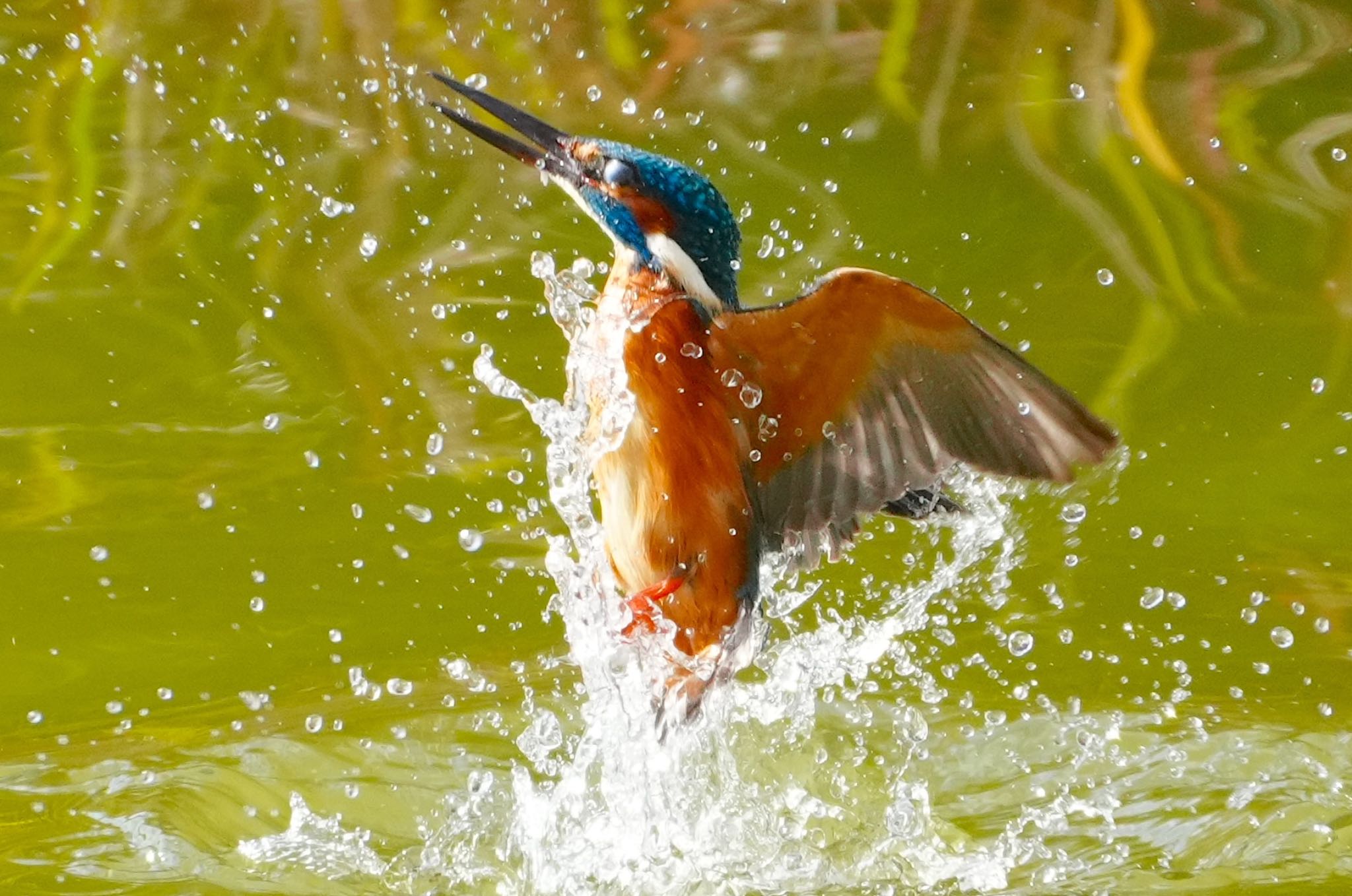 カワセミ