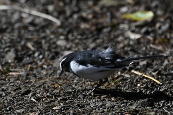 Japanese Wagtail 四季の森公園(横浜市緑区) Sun, 11/19/2023