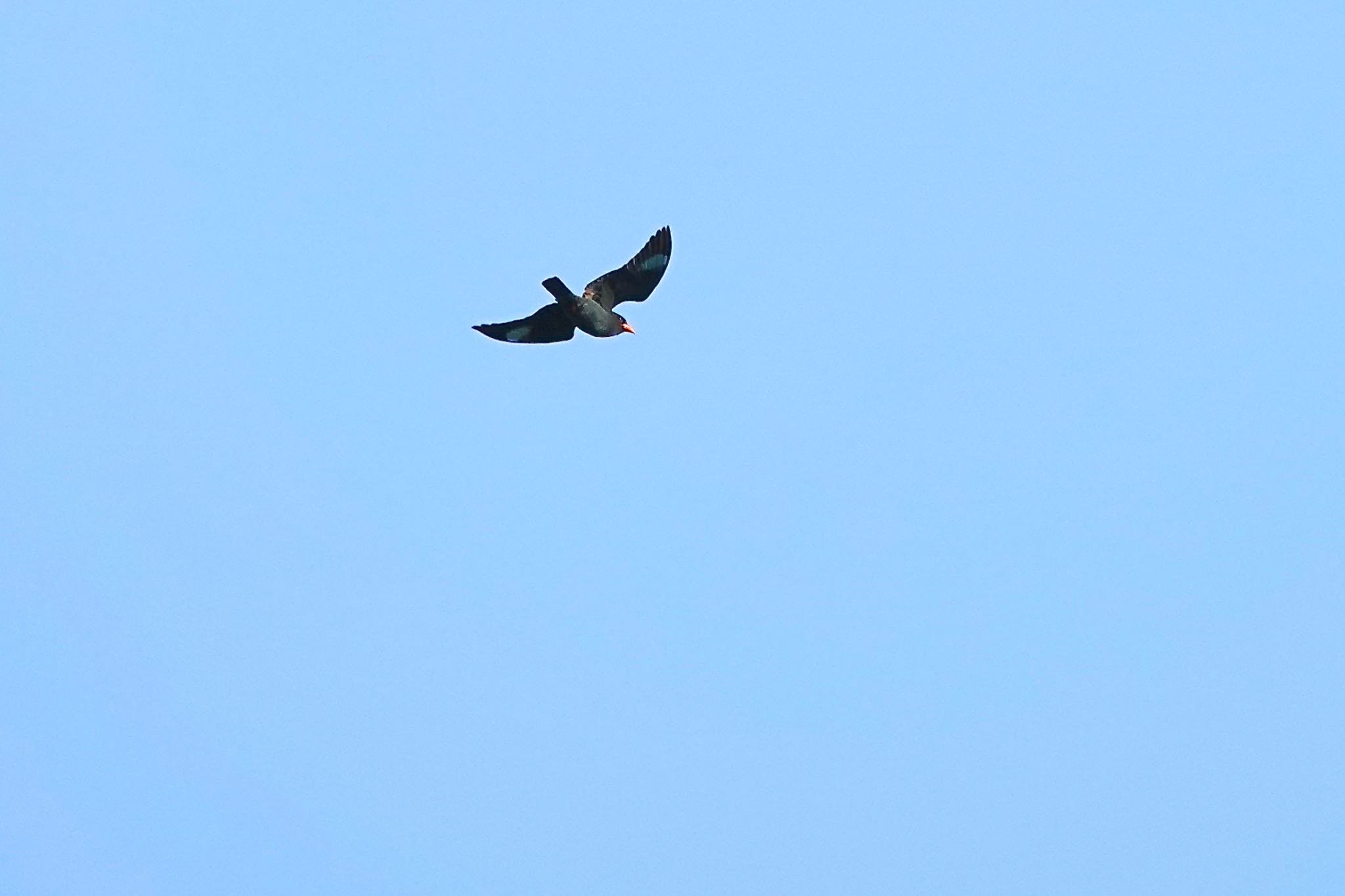 Oriental Dollarbird