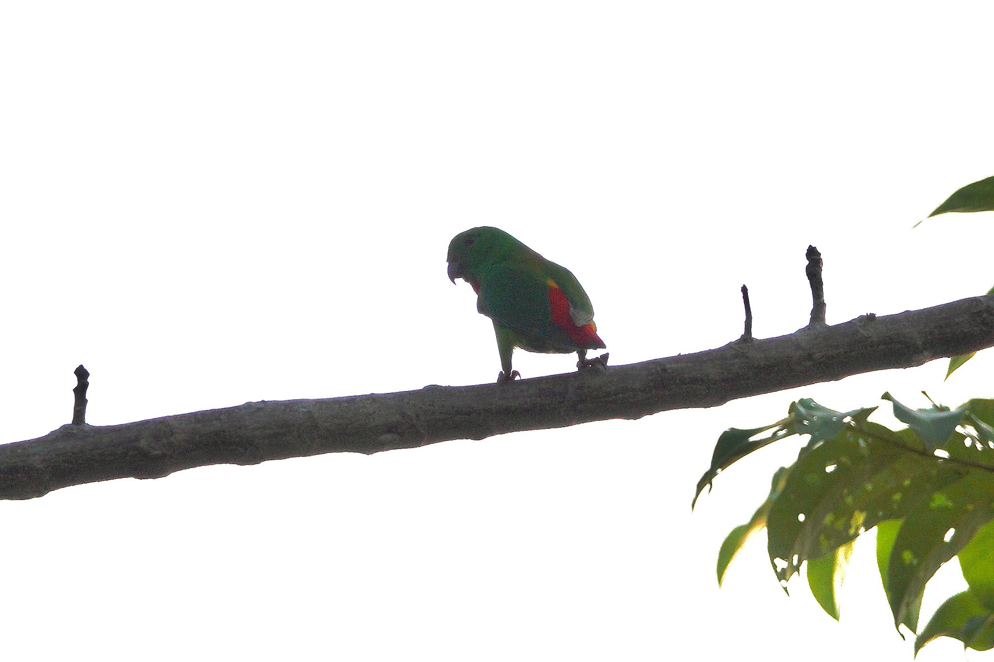 Photo of Blue-crowned Hanging Parrot at Singapore Botanic Gardens by のどか