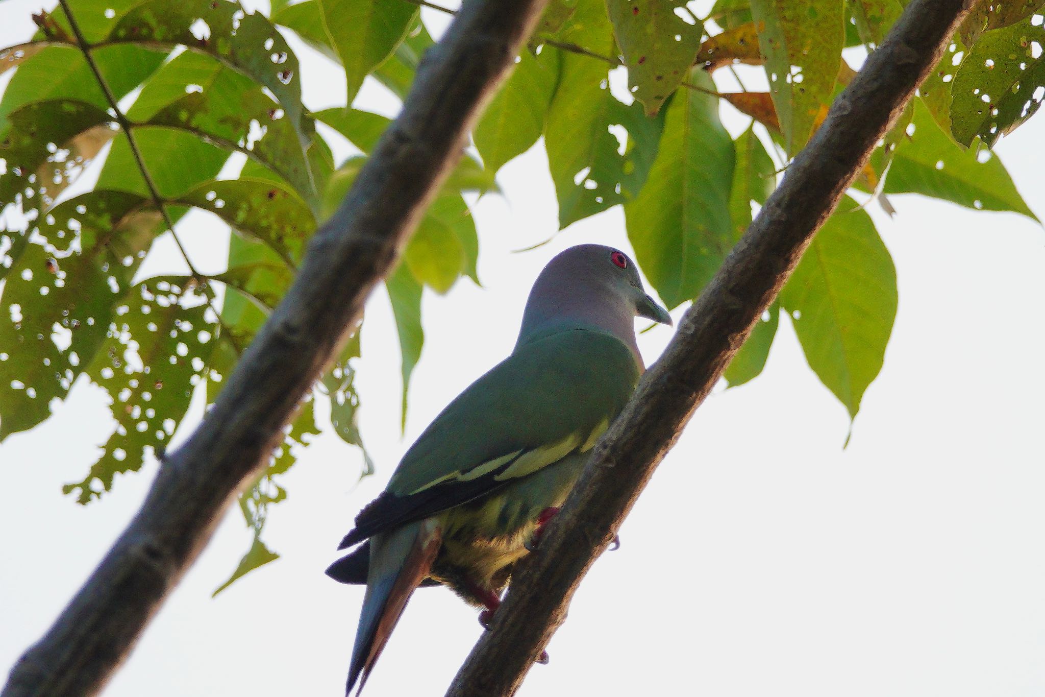 Pink-necked Green Pigeon