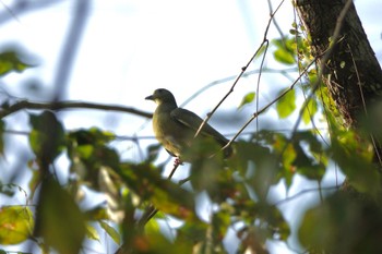 Pink-necked Green Pigeon Singapore Botanic Gardens Tue, 3/14/2023