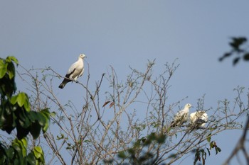 Pied Imperial Pigeon Singapore Botanic Gardens Tue, 3/14/2023