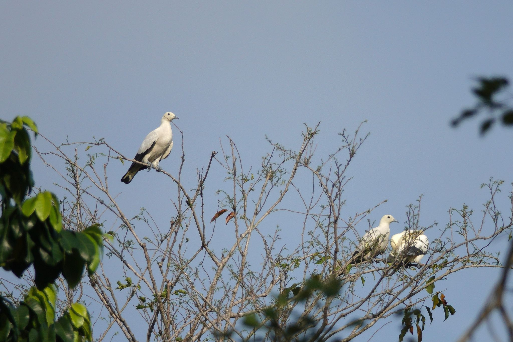 Pied Imperial Pigeon