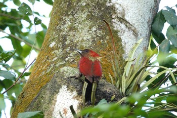 Banded Woodpecker Singapore Botanic Gardens Tue, 3/14/2023