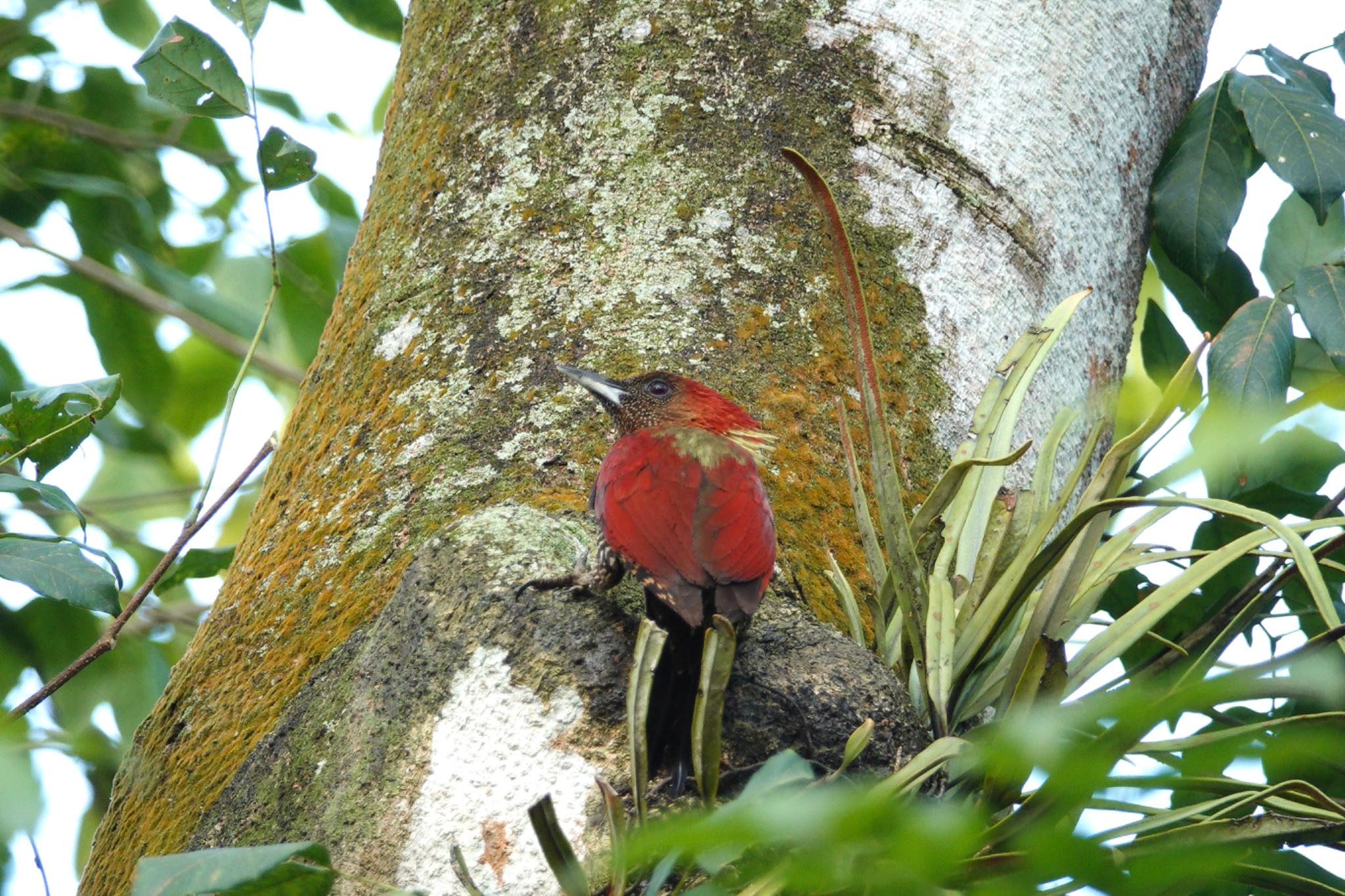 Banded Woodpecker