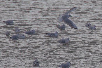 Black-headed Gull 山口県阿知須 Sun, 11/19/2023