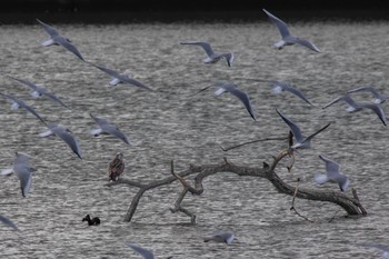 ミサゴ 山口県阿知須 2023年11月19日(日)