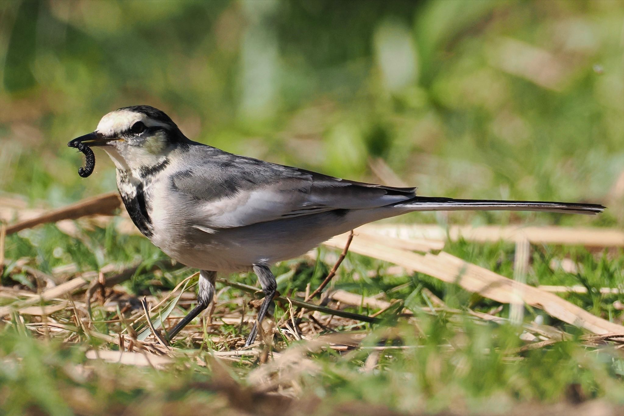 東京港野鳥公園 ハクセキレイの写真 by とりとり