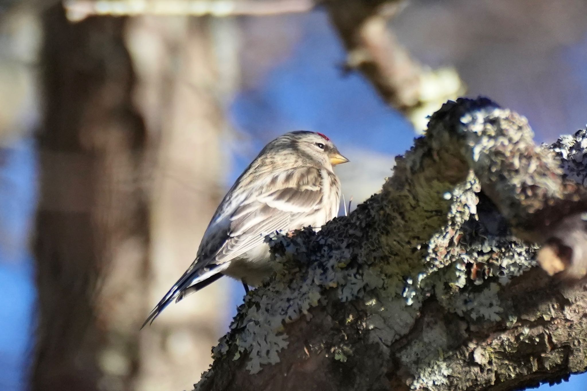 Common Redpoll