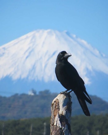 Large-billed Crow 相模川河口 Sun, 11/19/2023