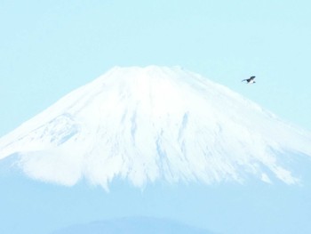 Osprey 城ヶ島 Sun, 11/19/2023