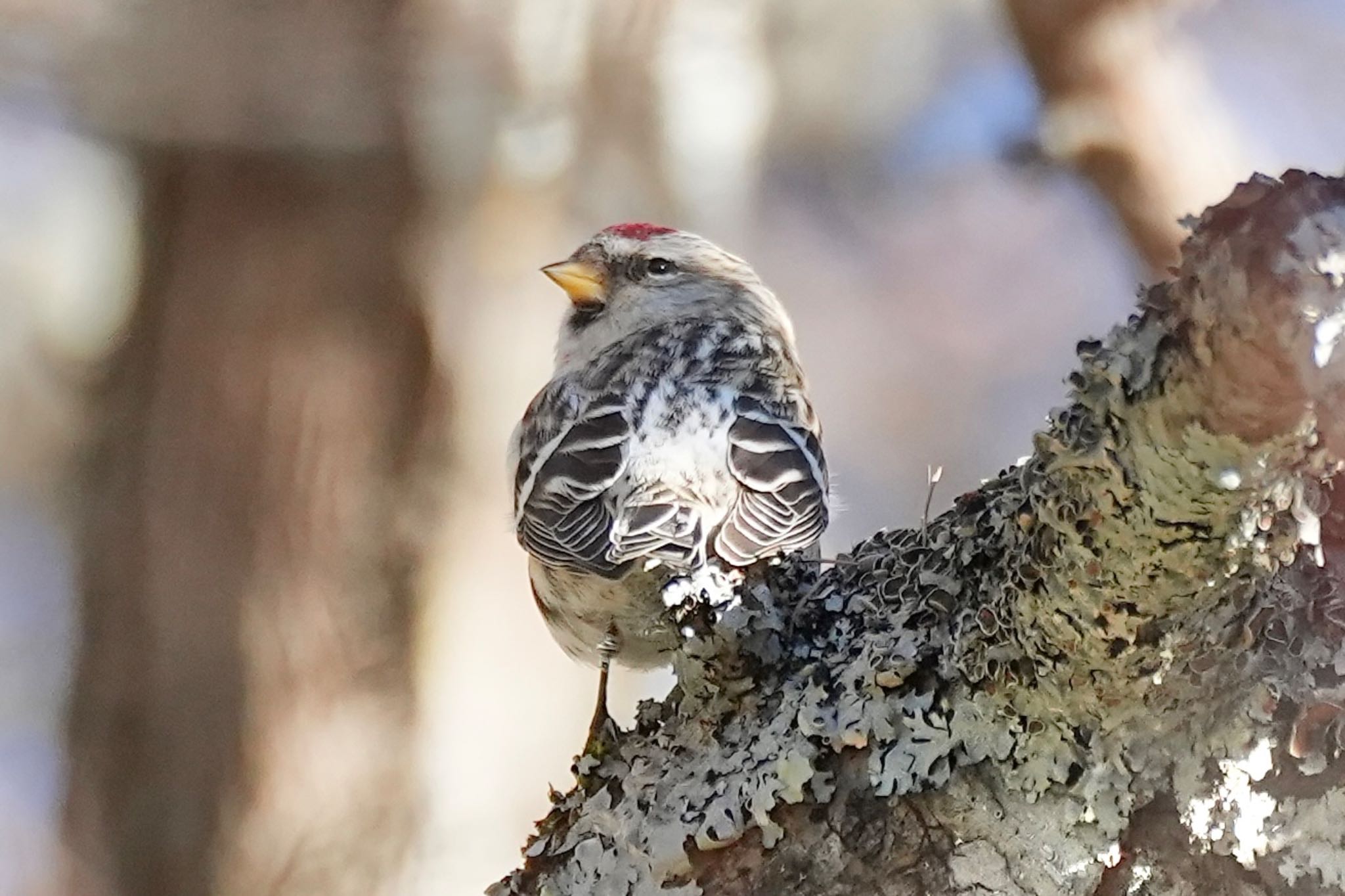 Common Redpoll