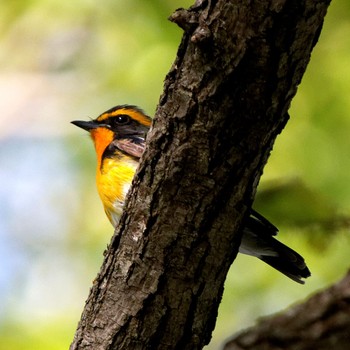2015年5月2日(土) 琵琶湖の野鳥観察記録