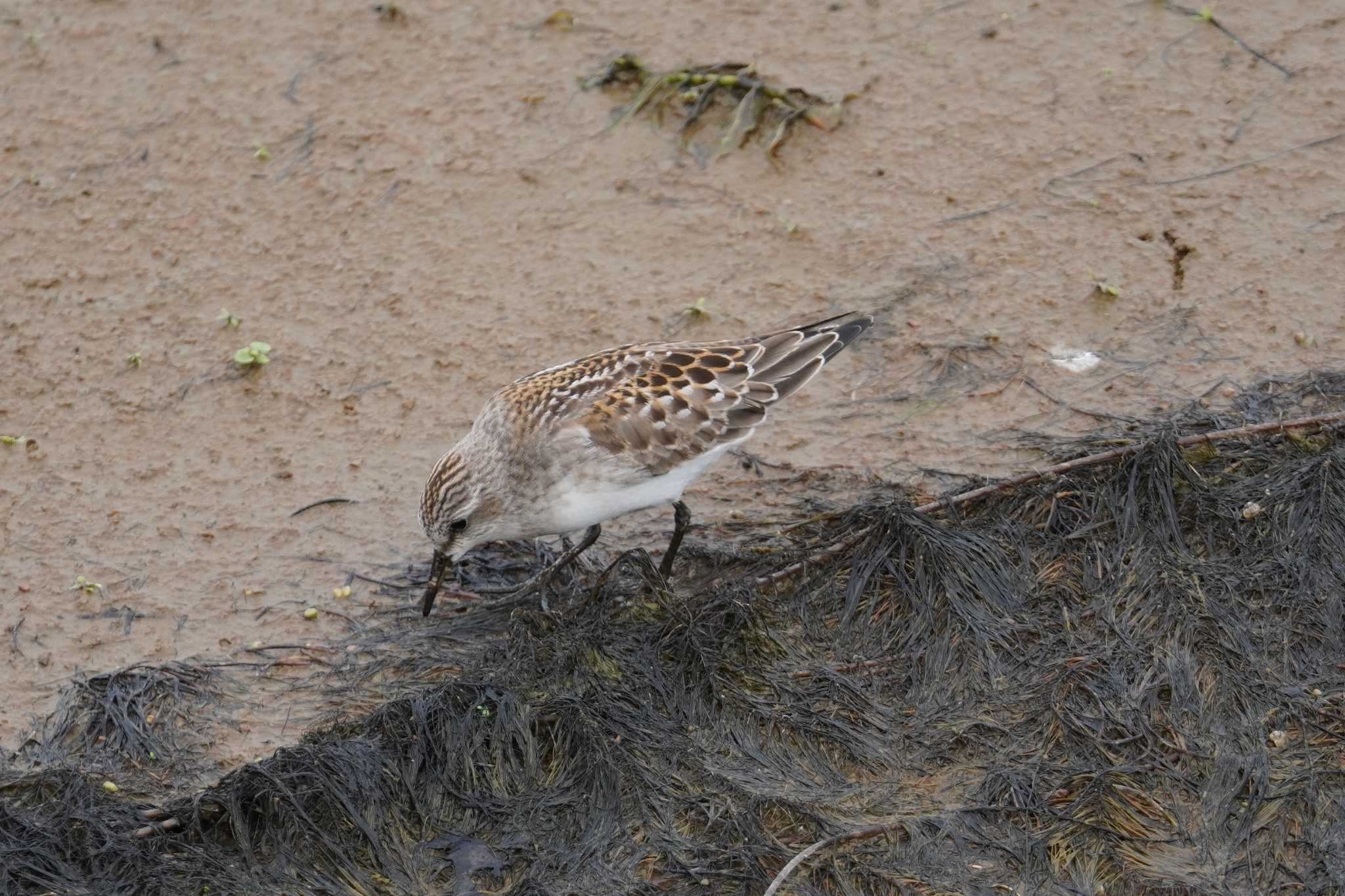 Photo of Red-necked Stint at いしかり調整池(石狩調整池) by くまちん